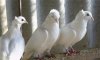 Продам/обменяю голубей (Пермские, Павлины, Бойные)